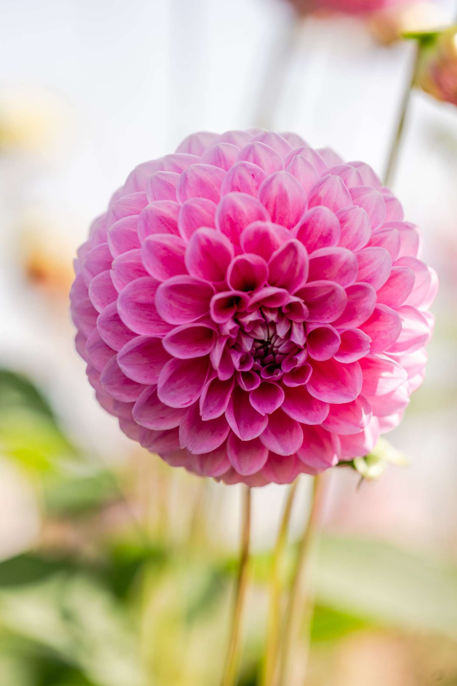Dahlie 'Sweet Fabienne'